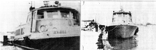 foto Sea Gull Revisada